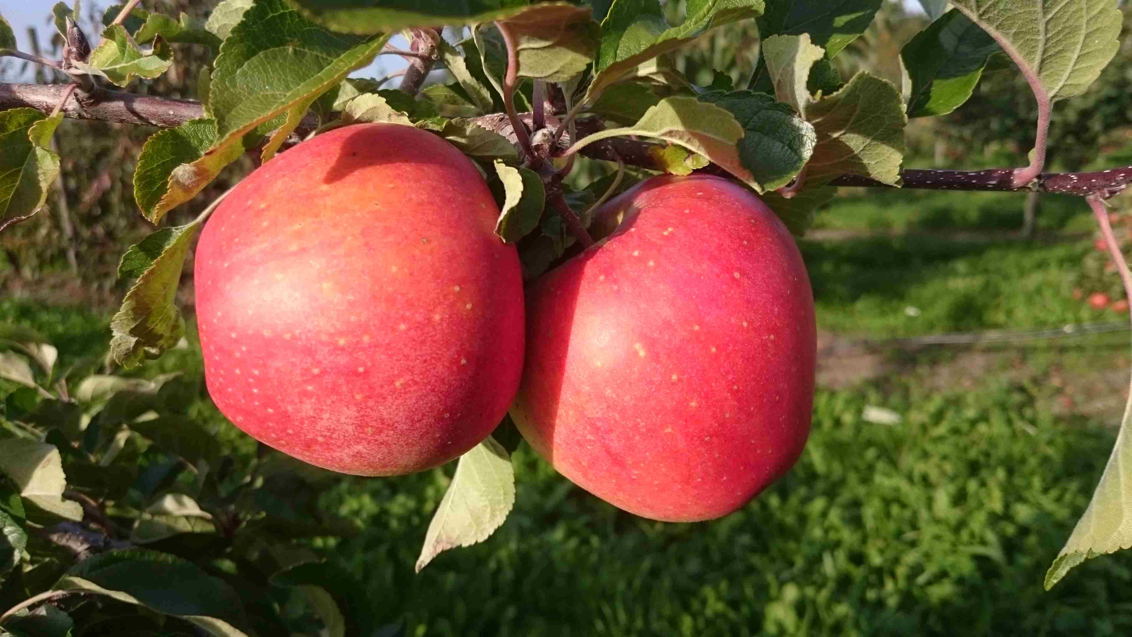 Reife Äpfel an einem Baum in unserer Obstanlage
